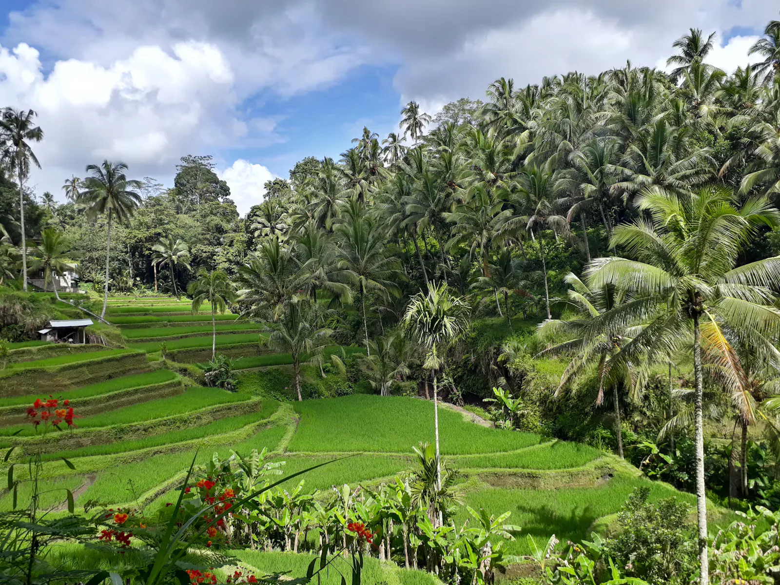 Bali Impfungen: Was du für Famulatur und KPJ brauchst