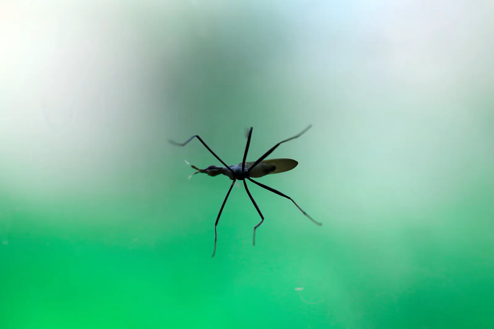 Mücke auf grün-blauem Hintergrund als Symbol für vektorübertragene Tropenkrankheiten