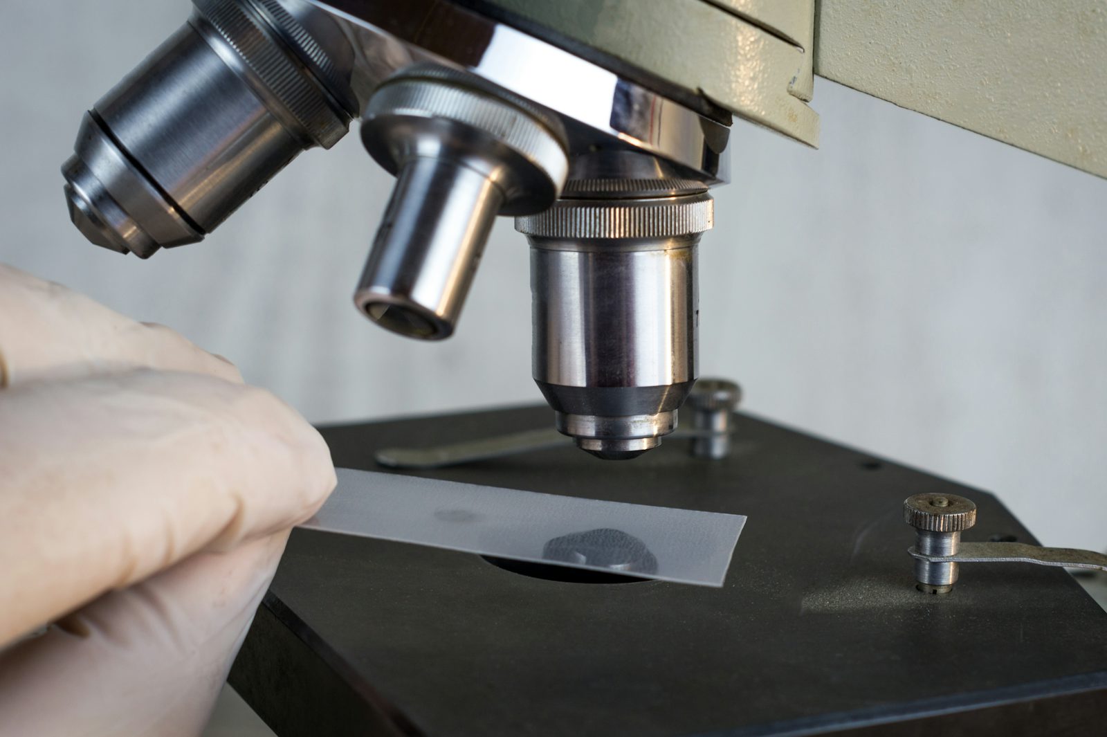 Histologie lernen: so erkennst du jedes Schnittbild