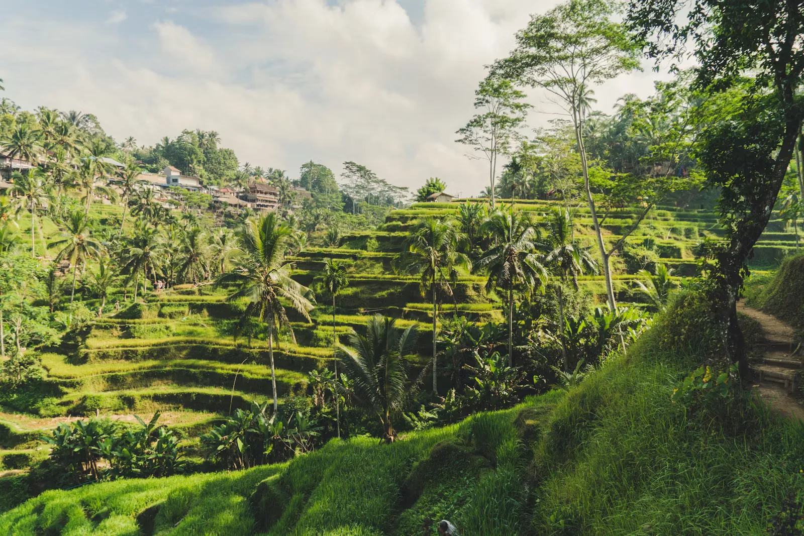 Die Reisterrassen von Tegallalang bei Ubud, Bali, dem Standort für Famulatur und Pflegepraktikum in Indonesien