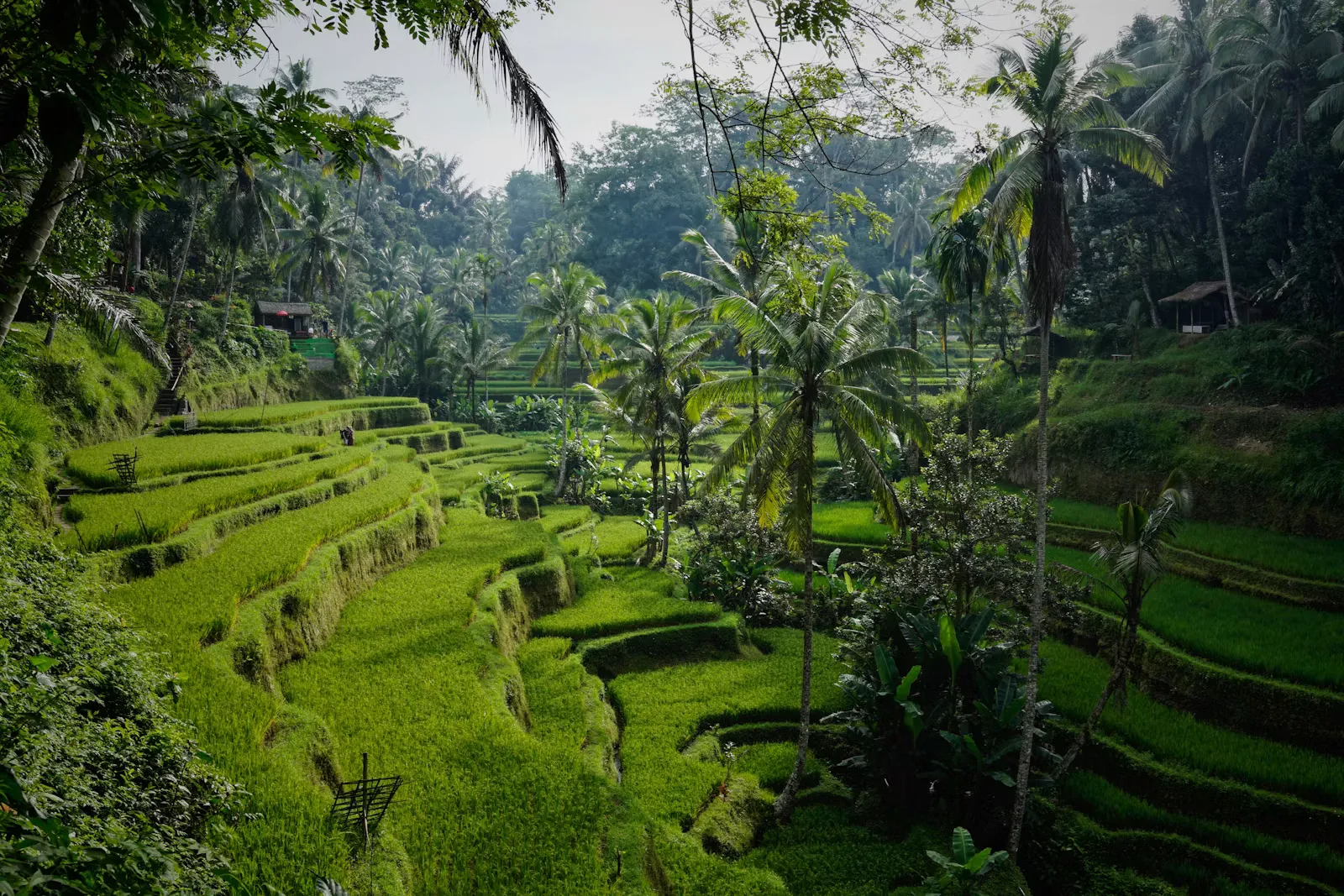 Lush green rice terraces in Bali, Indonesia, the tropical setting for this clinical clerkship and nursing internship guide