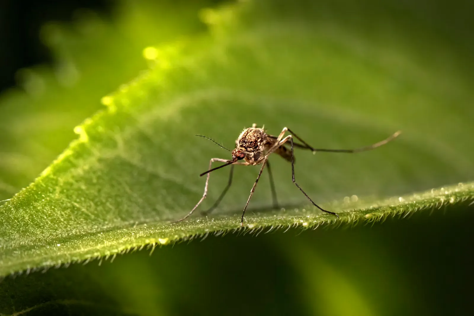 Nahaufnahme einer Stechmücke auf einem menschlichen Unterarm – tagaktive Aedes-Mücken übertragen Chikungunya und stechen vor allem morgens und am späten Nachmittag