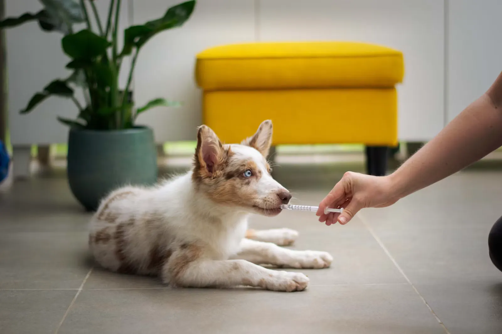 Tiermedizin Studium Voraussetzungen: Das brauchst du 2027