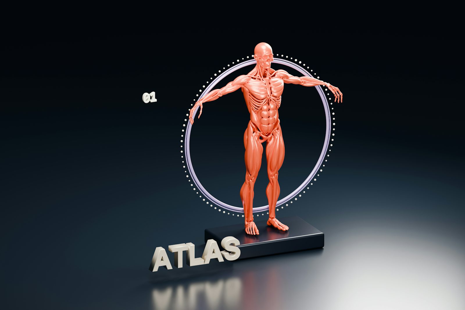 Plexus brachialis lernen: Aufbau und Nerven einfach erklärt