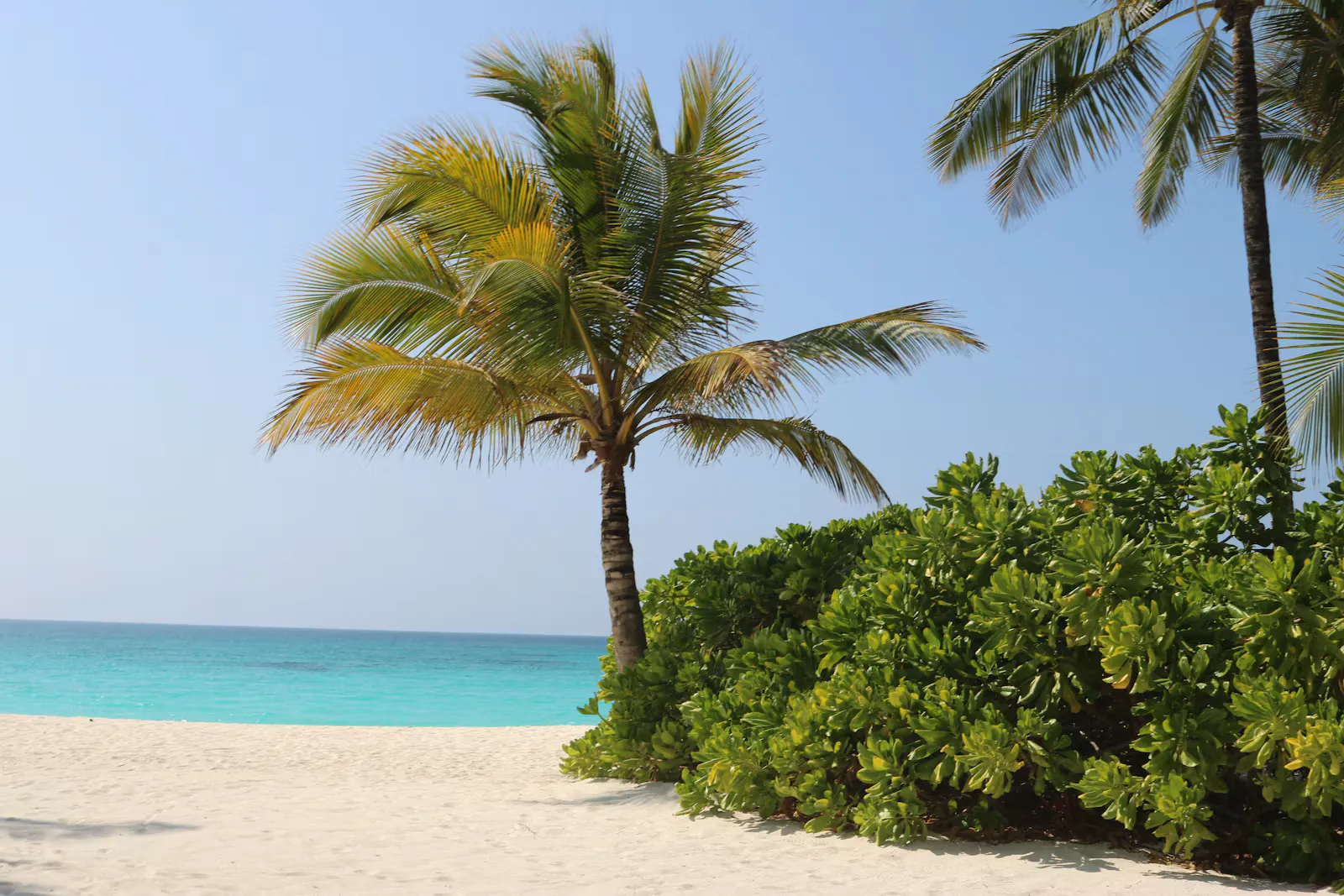 Weisser Sandstrand mit zwei Palmen und grünen Büschen vor türkisblauem Meer, Symbolbild dafür, dass Baden im Meer in Sansibar kein Bilharziose-Risiko ist