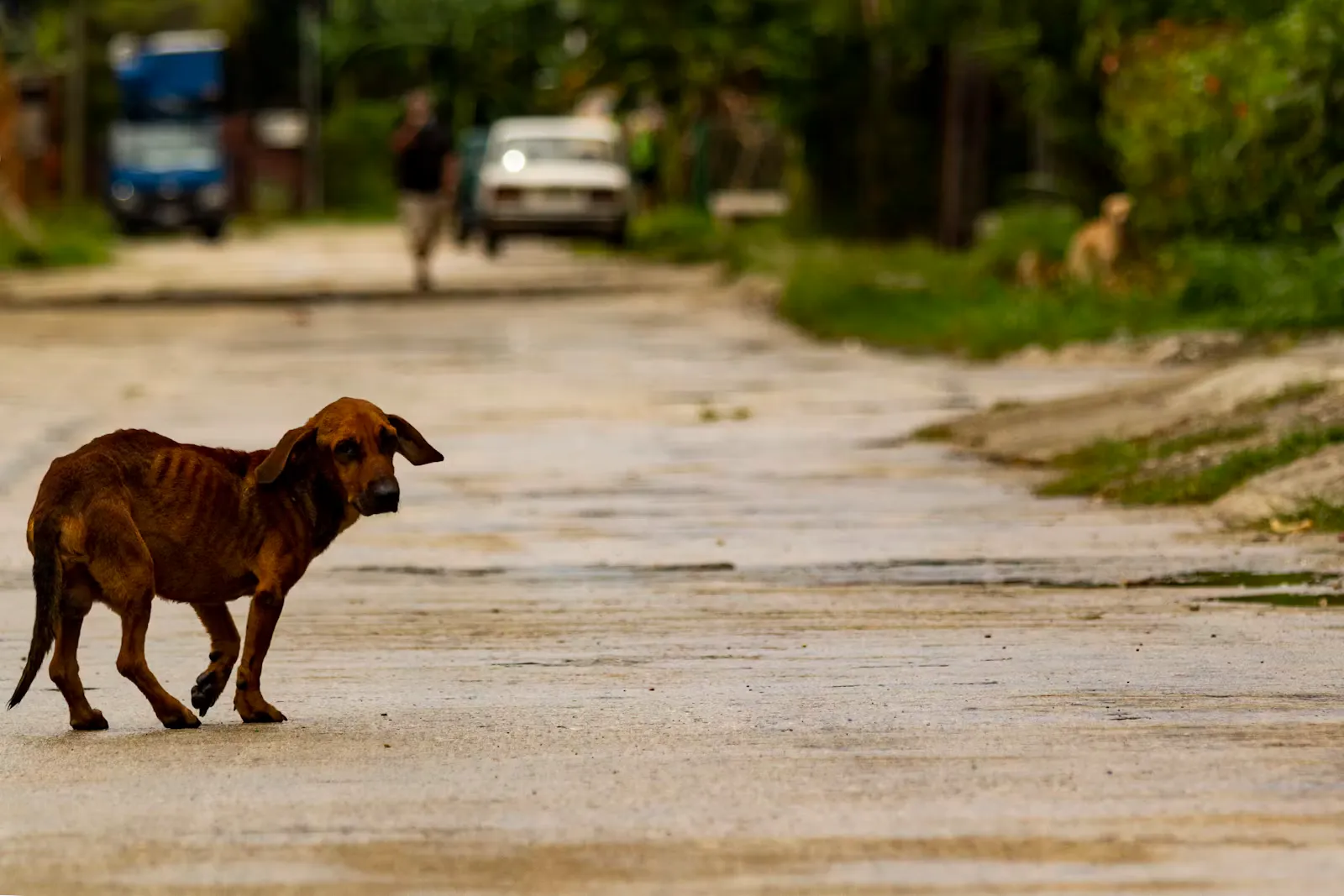 Rabies on a Medical Elective: Bites, PEP and Vaccines