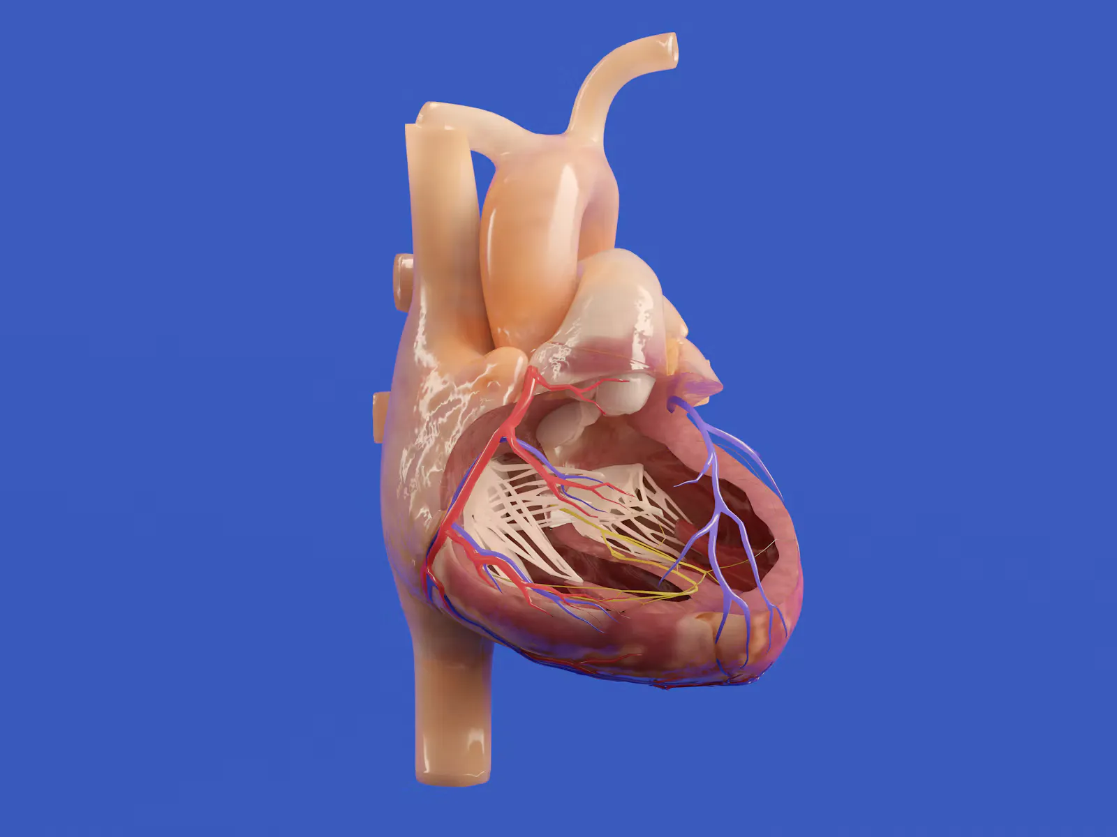 A detailed anatomical model of the human heart showing chambers and major vessels, useful for revising body fluids and circulation