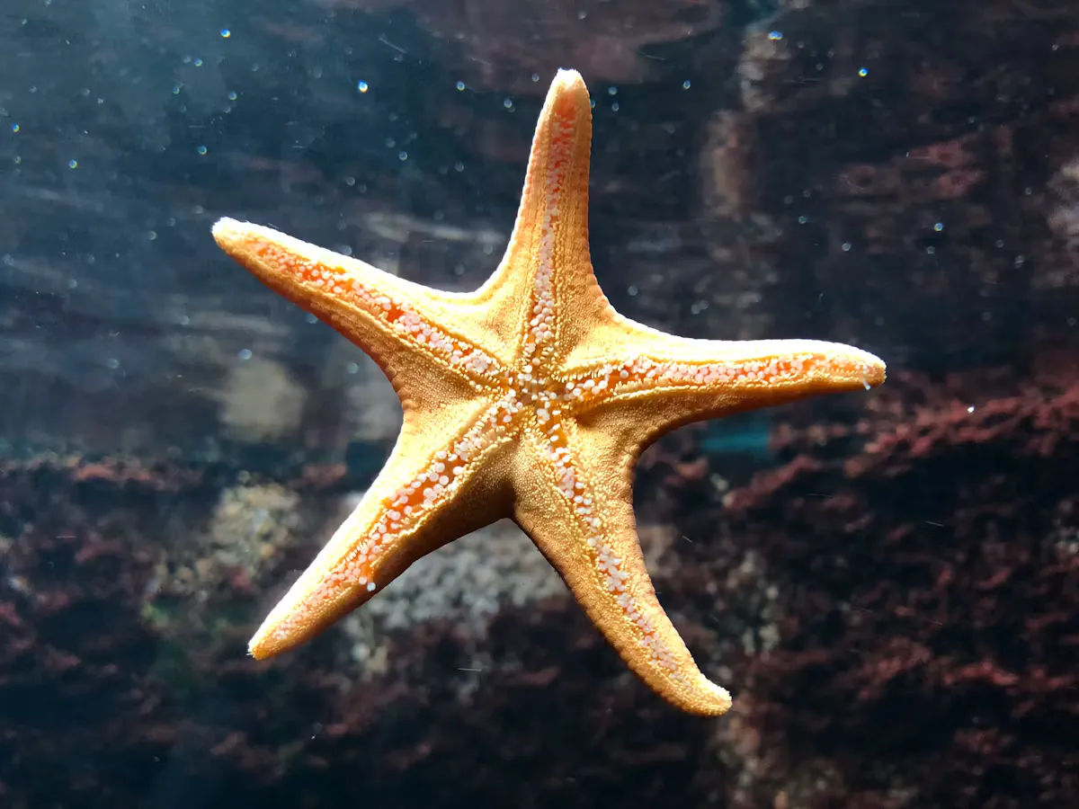An orange five-armed starfish clinging to aquarium glass, an echinoderm with the radial adult body that NCERT describes in animal kingdom