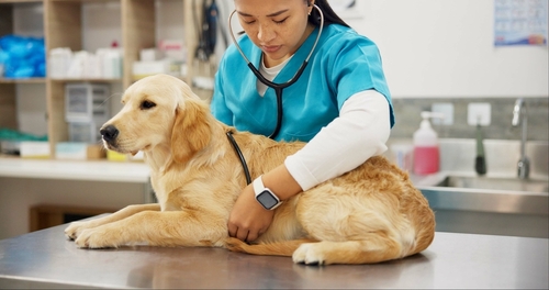 Veterinary doctor examining an animal