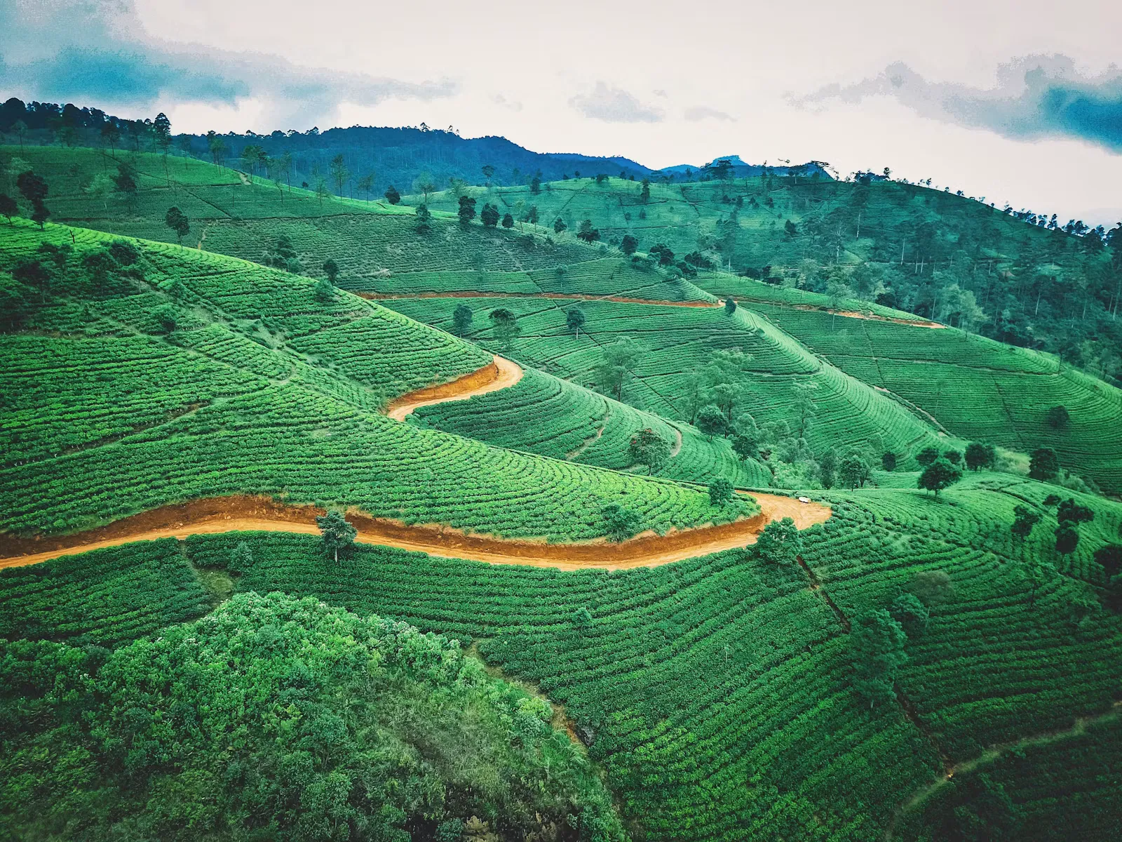 Aerial view of a Sri Lankan tea plantation, one of the destinations for a medical elective abroad with travel4med