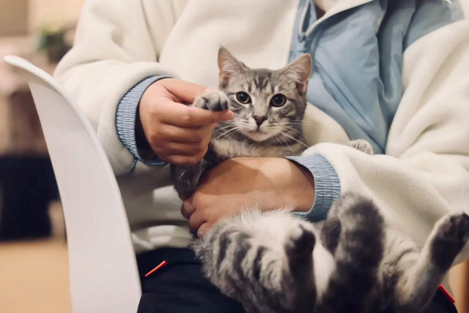 Person in weißer Fleecejacke hält eine grau getigerte Katze auf dem Schoß und streichelt ihre Pfote, Symbolbild für die Vorbereitung auf das Tiermedizin Studium