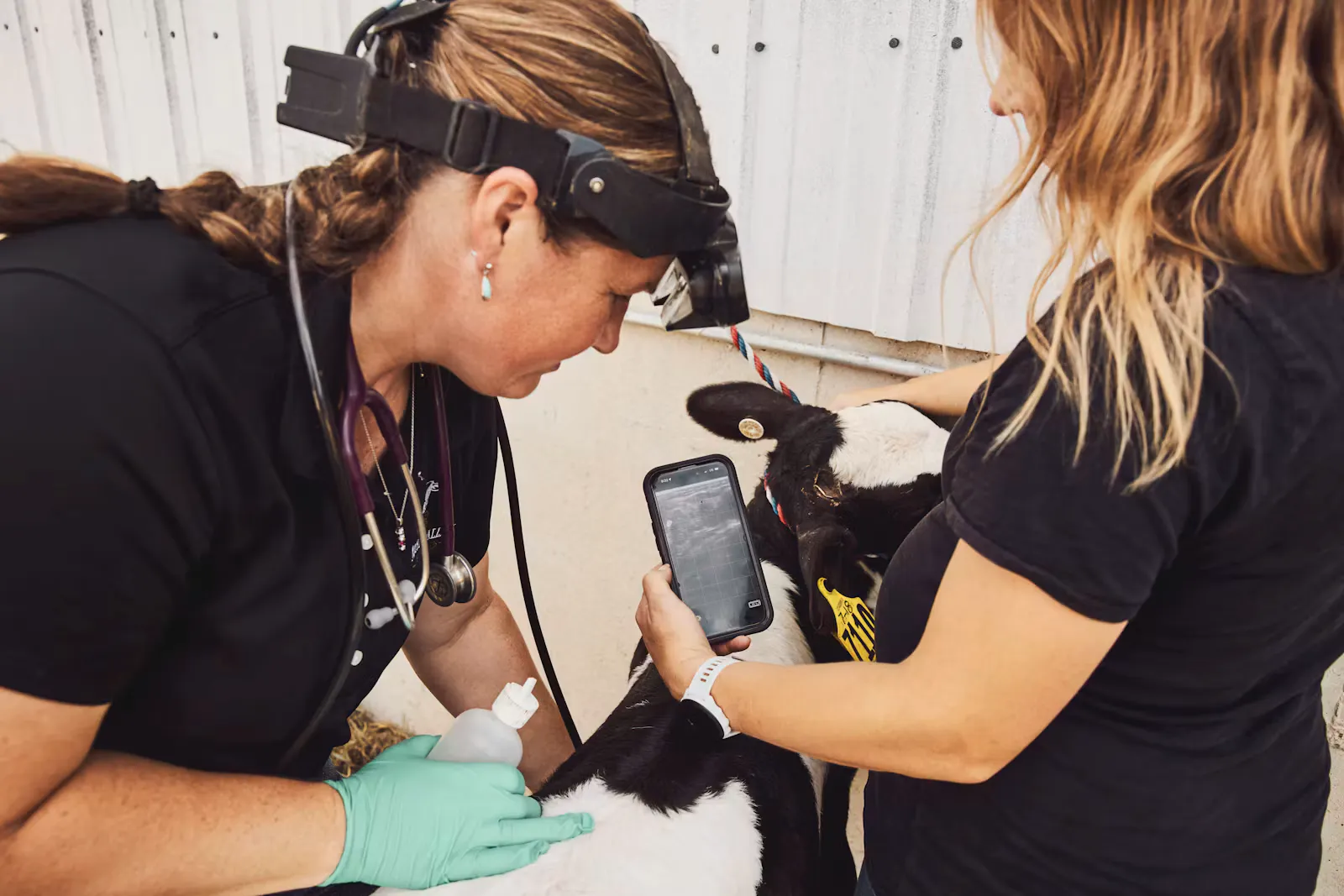 Tiermedizin ohne NC: 6 echte Wege zum Studienplatz 2027
