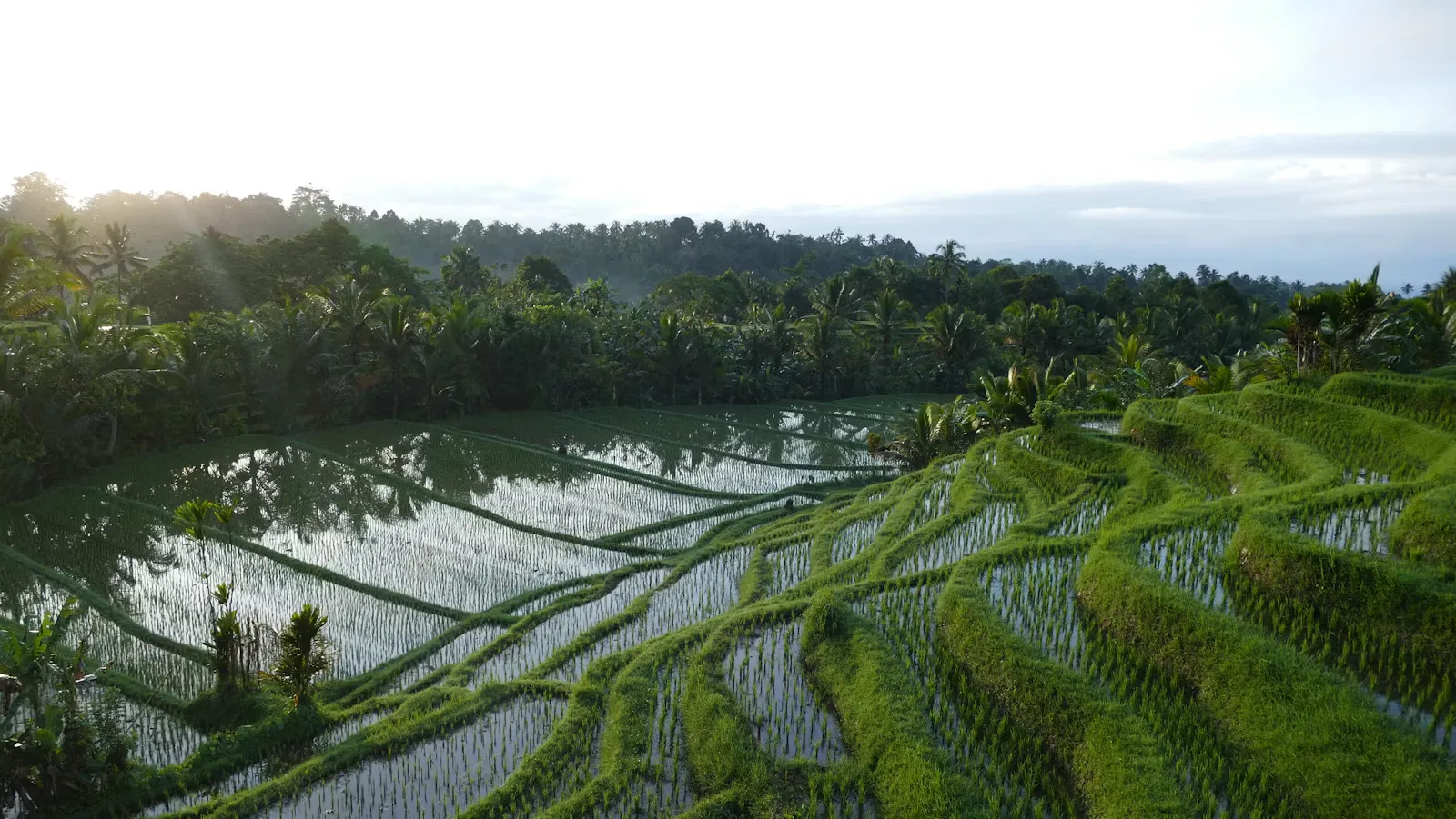 Aerial view of a tropical rice field, symbolising a clinical internship abroad at a travel4med destination in Asia
