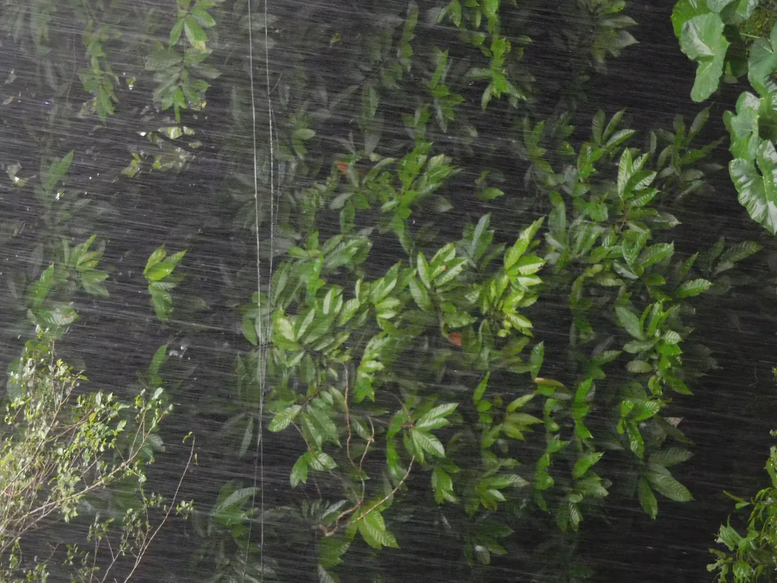 Heavy rain falling in streaks across dense green leaves during a tropical downpour
