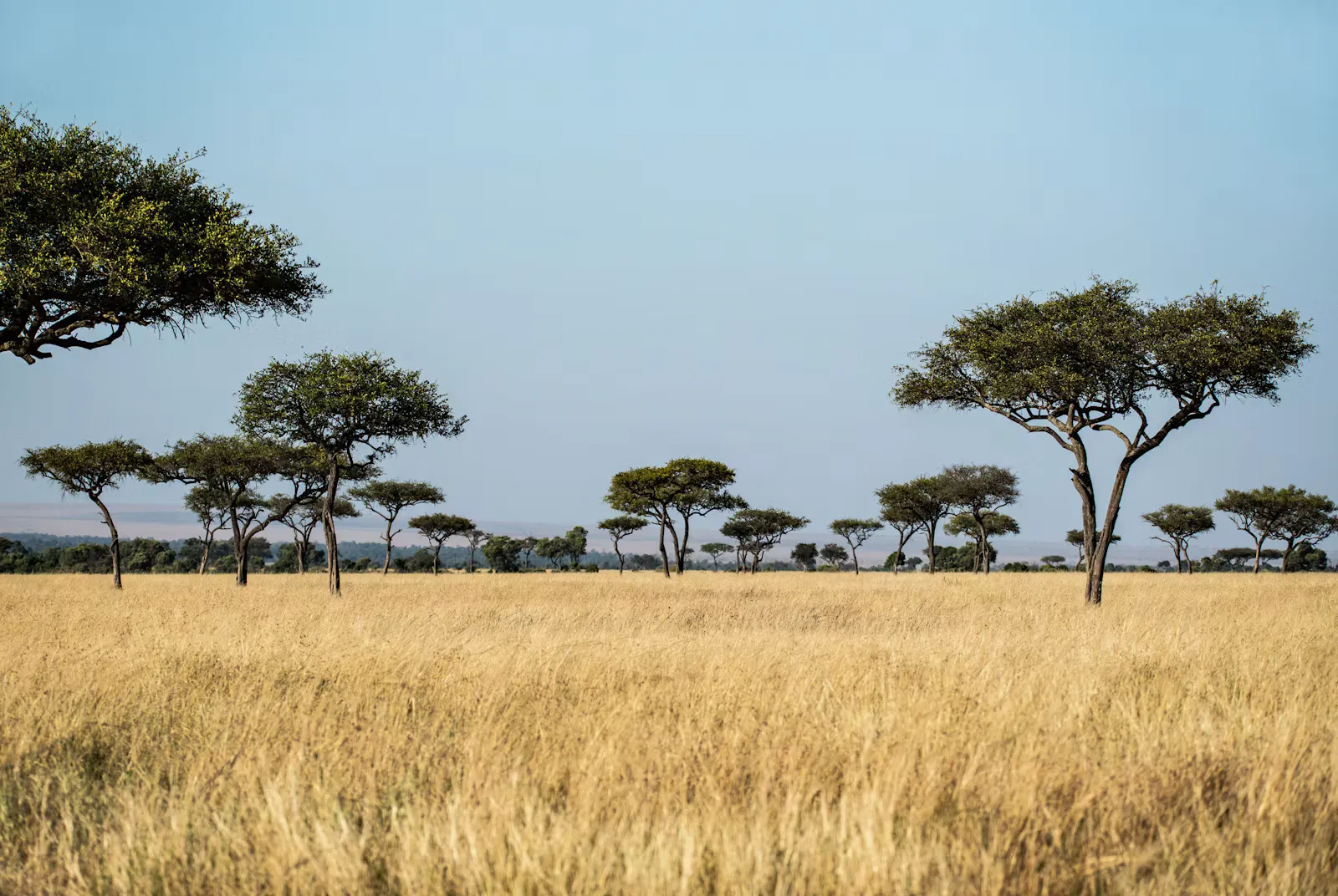 Acacia trees on a wide golden grass savanna under a clear blue sky in East Africa