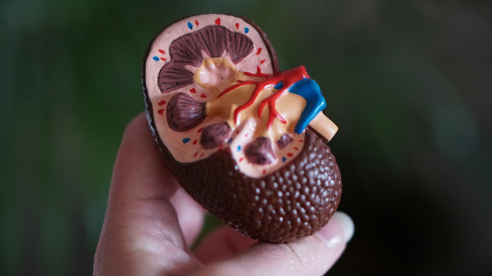 Nephron lernen: Aufbau und Funktion einfach erklärt