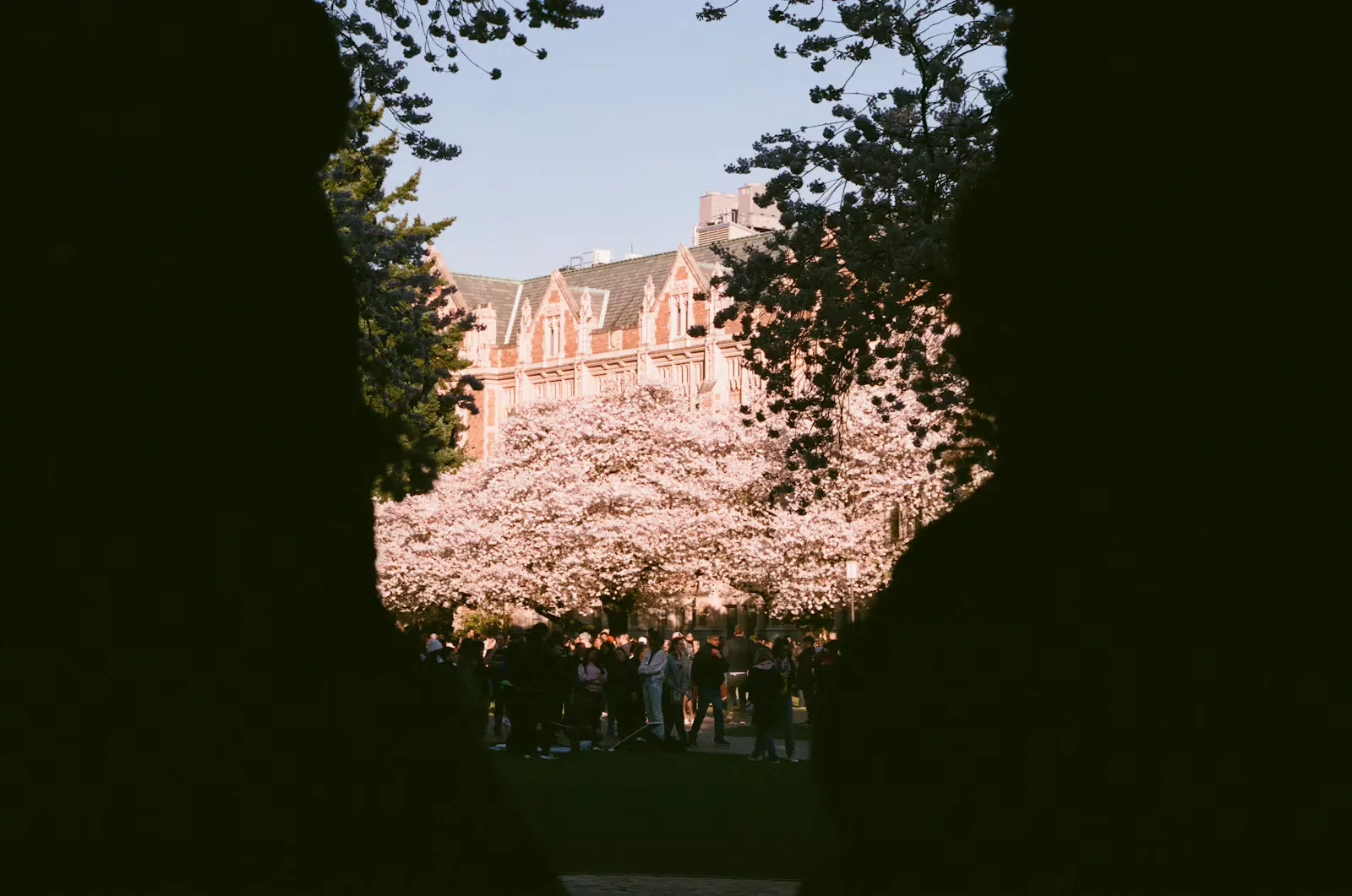 Blick durch einen dunklen Torbogen auf einen Uni-Innenhof mit rosa blühenden Kirschbäumen, vielen Studierenden und einem Backsteingebäude im Abendlicht