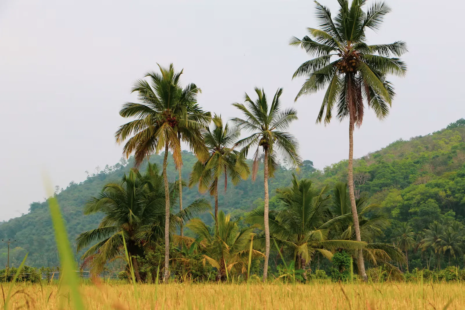 Coconut palms and a forested hill rising behind a ripening paddy field