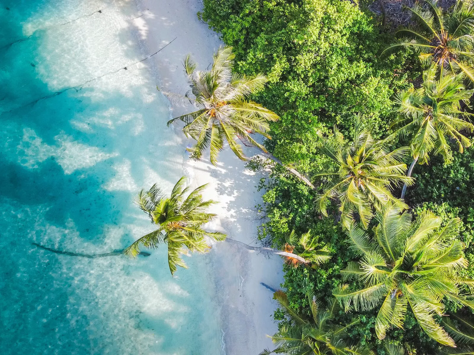 Tropischer Strand mit Palmen und klarem Wasser als Sinnbild für einen travel4med-Standort für eine freiwillige Famulatur neben dem formalen Wahlstudienjahr-Praktikum