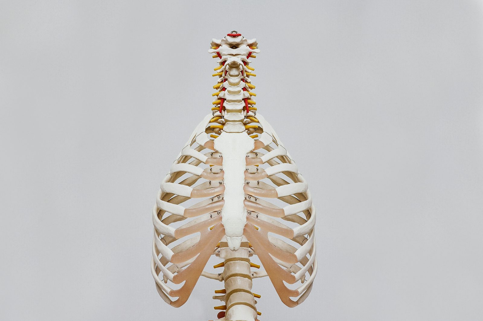 Osteologie lernen: so sitzen die 206 Knochen im Kopf