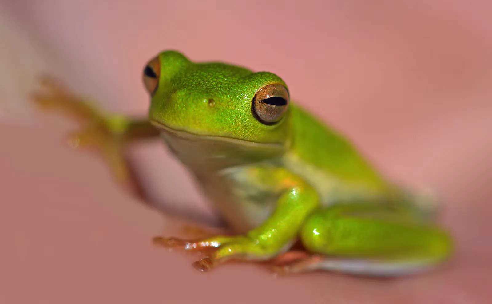 Bright green frog with golden eyes resting on a pink surface, the animal that Unit 2 of the NEET Biology syllabus studies organ system by organ system