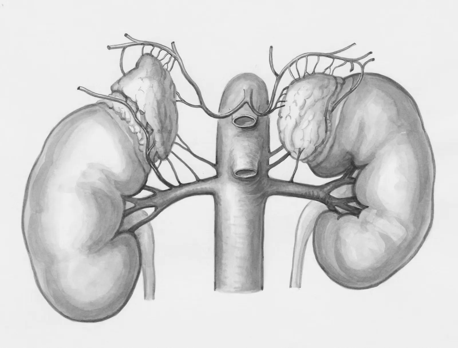 Grey pencil illustration of both kidneys with the adrenal glands sitting on top and the renal blood vessels branching from the central aorta, a classic NEET biology diagram