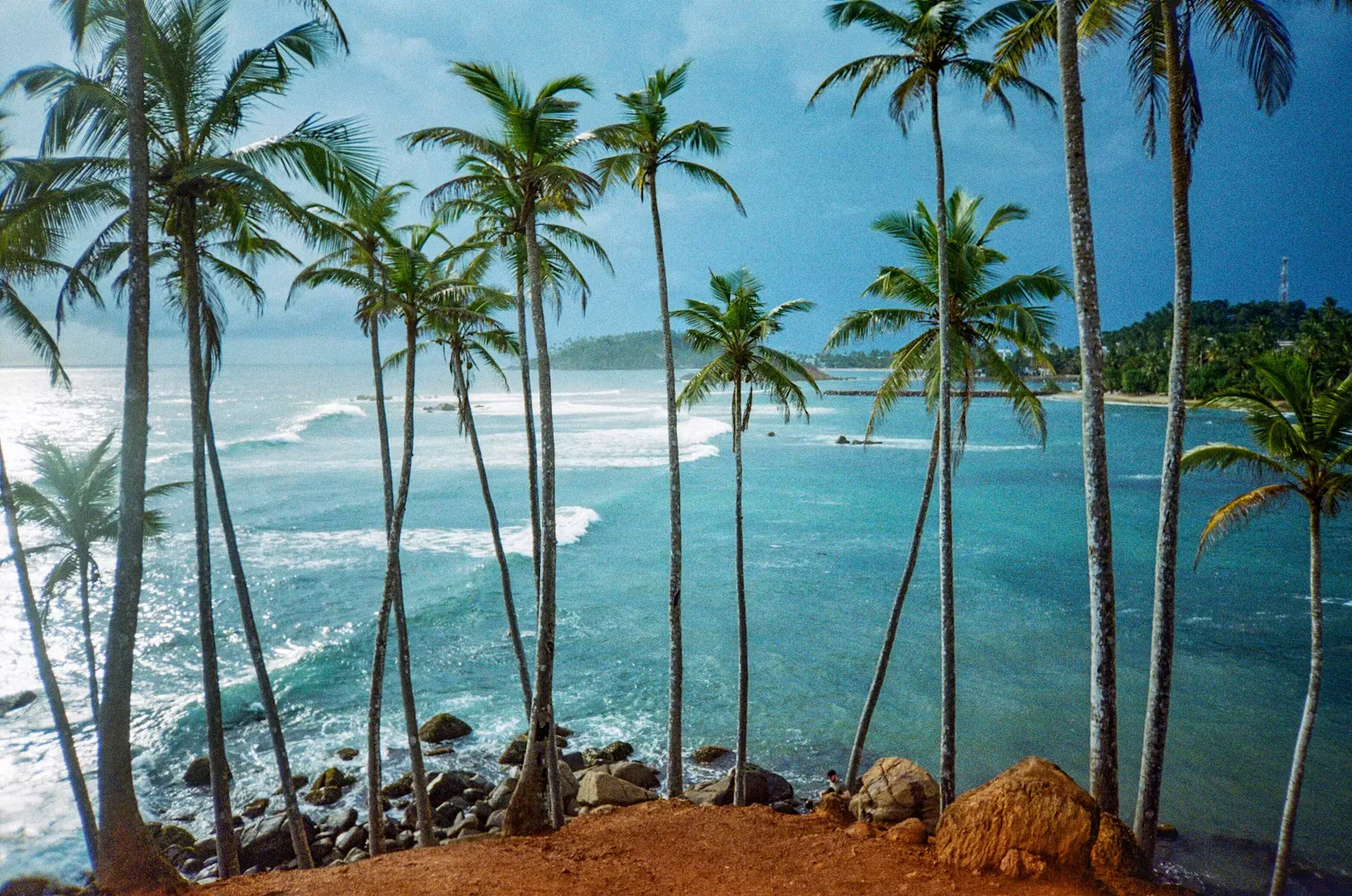 A cluster of palm trees beside the water