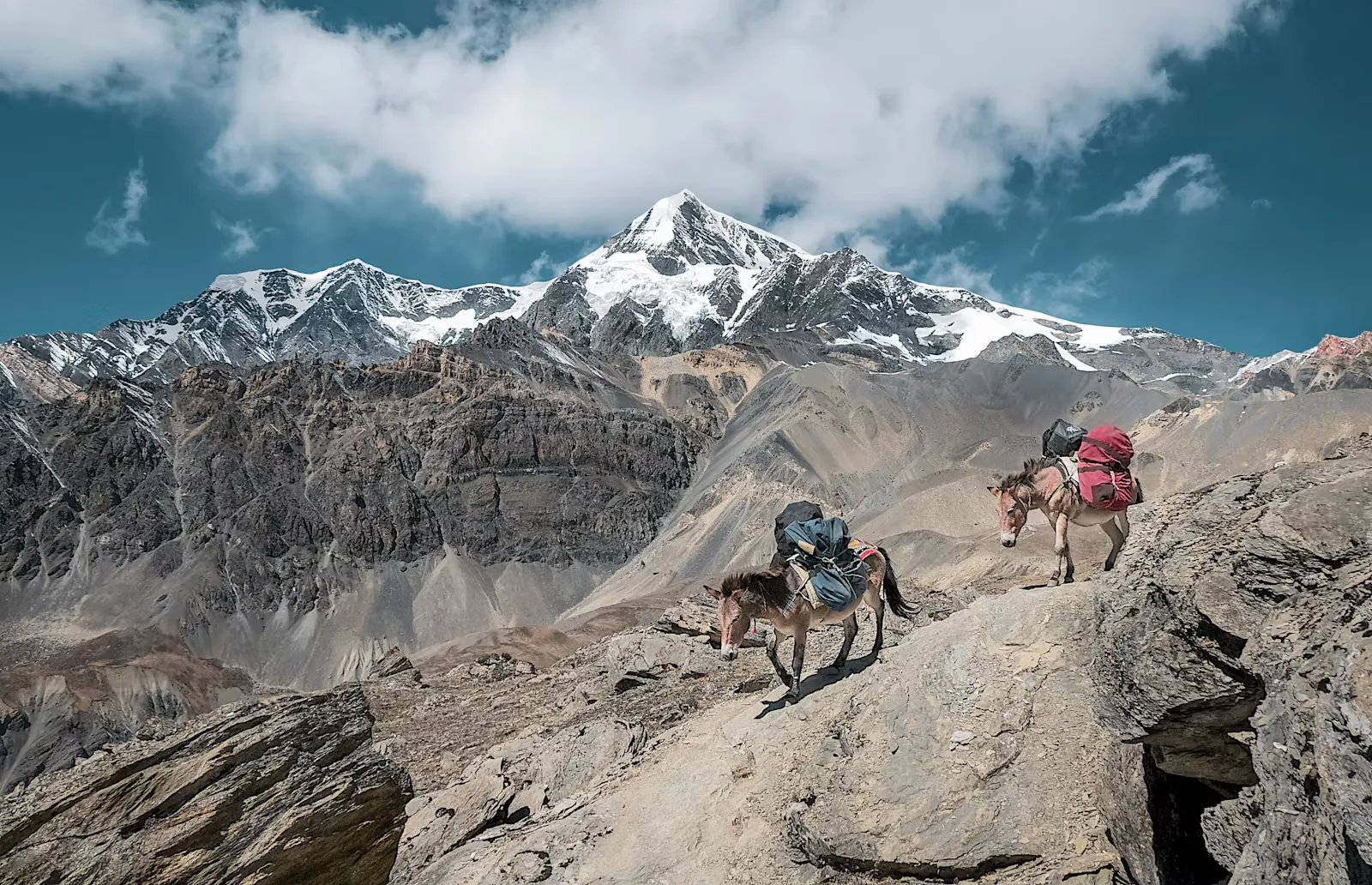 Beladene Lasttiere auf einem felsigen Hochgebirgspfad vor schneebedeckten Gipfeln in Nepal – Symbolbild für langsames Aufstiegstempo und Akklimatisierung beim Trekking