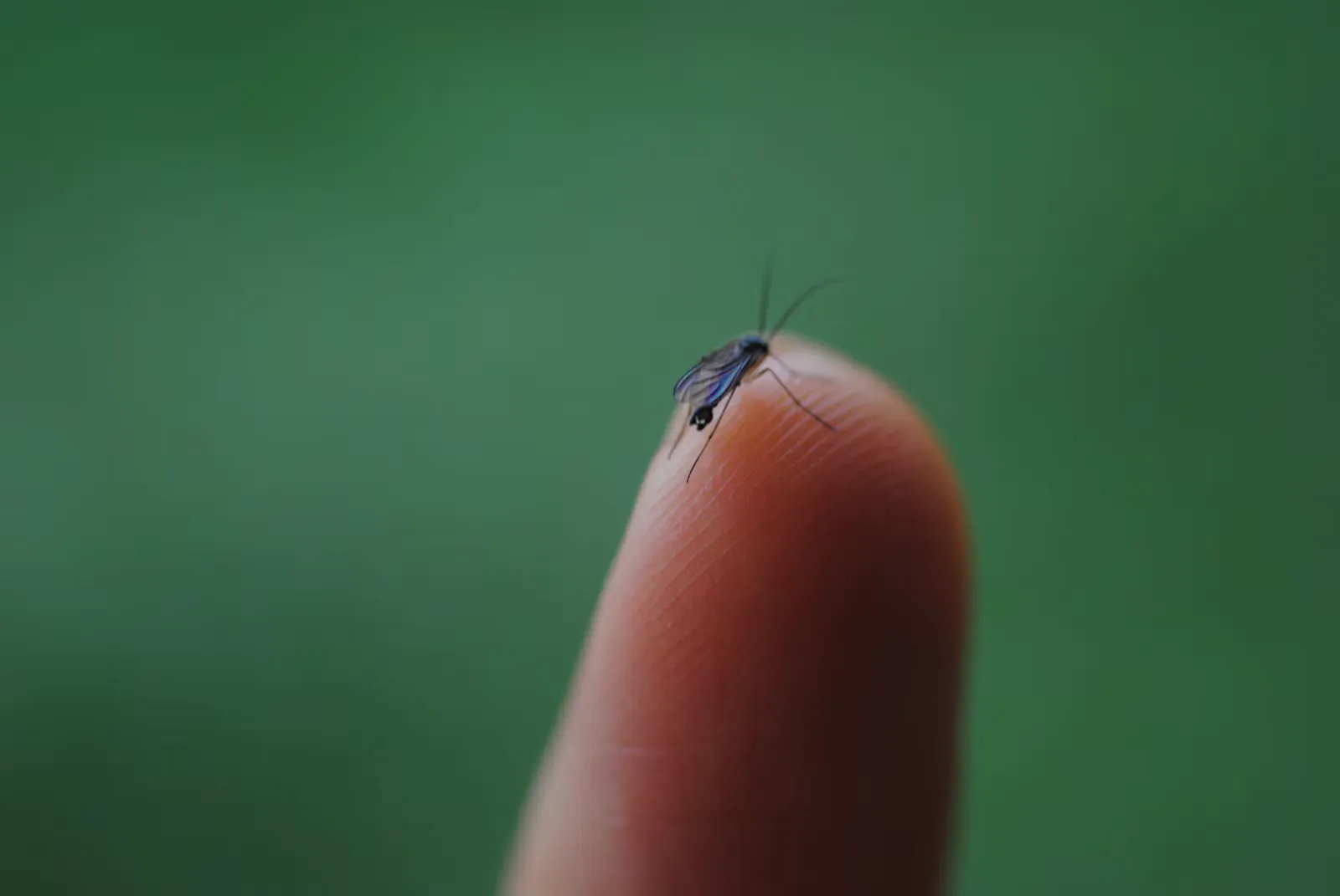 A small mosquito resting on a fingertip against a blurred green background