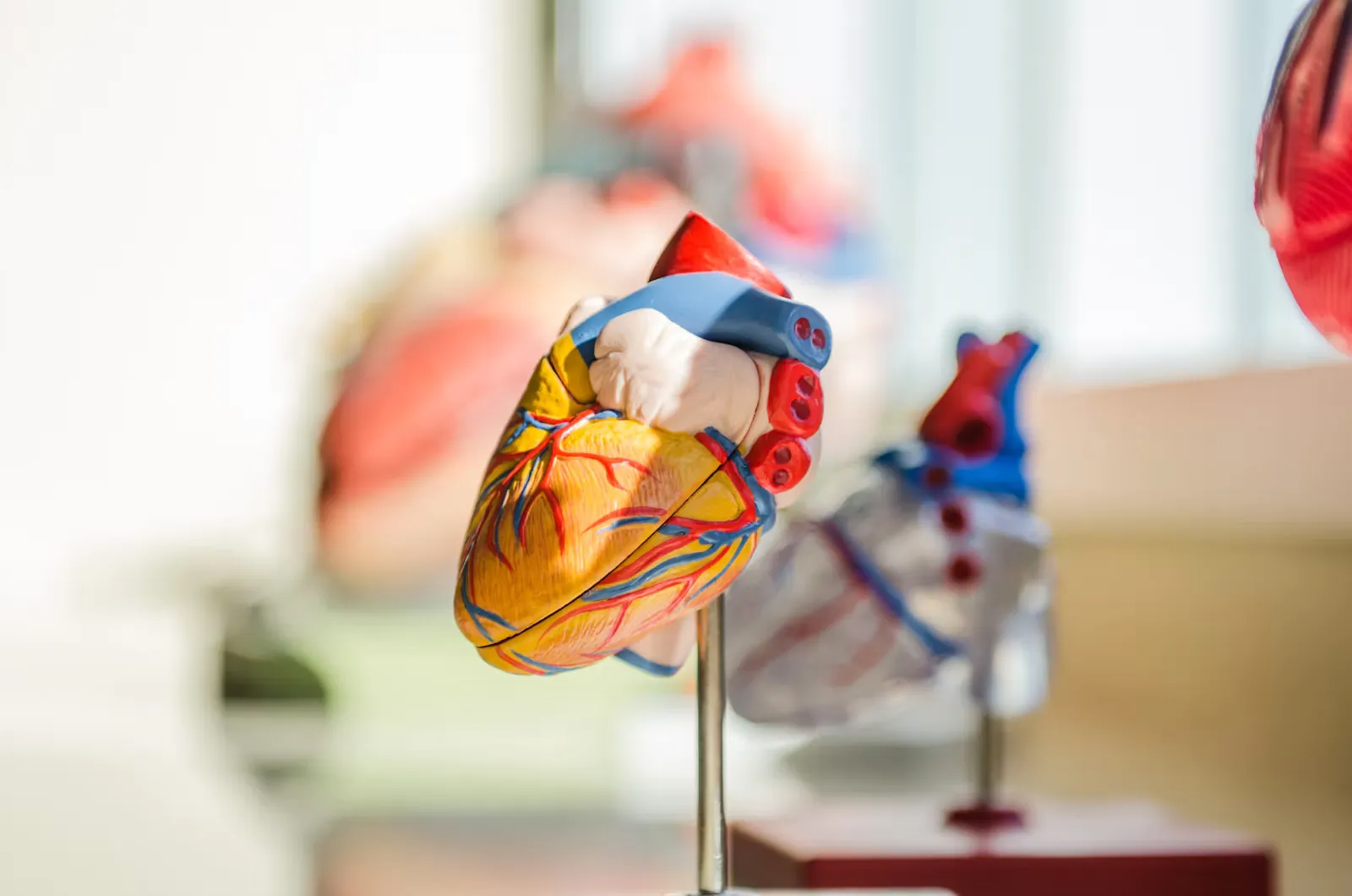 Anatomisches Herzmodell mit blauen und roten Gefäßen auf einem Metallständer, Sinnbild für den vorklinischen Studienabschnitt