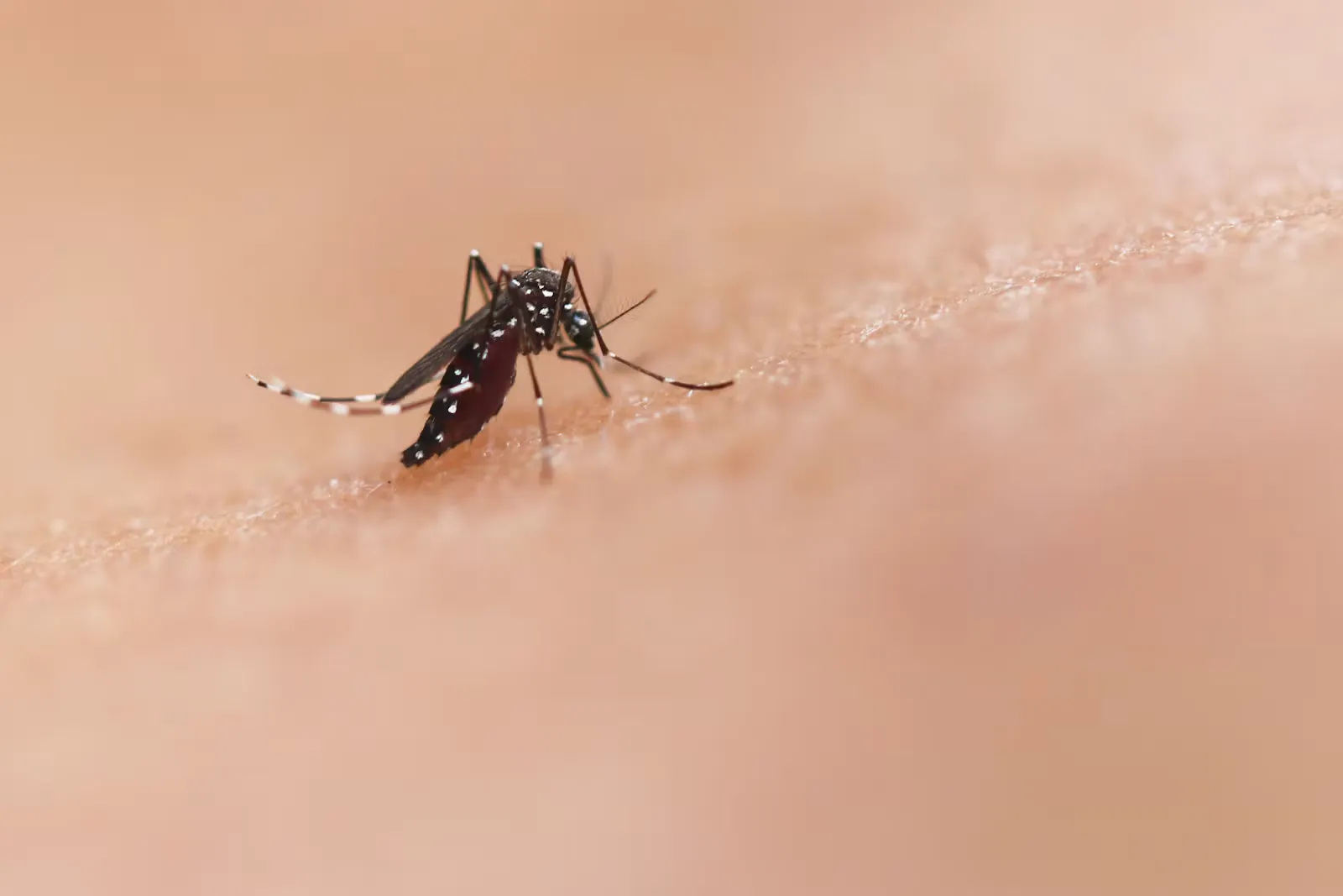 Dengue in Sri Lanka: Elective Safety Guide for 2026