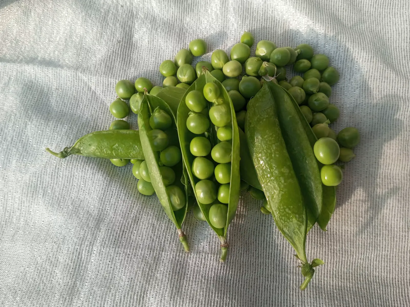 Fresh green peas in their pods and shelled peas on a white cloth, the garden pea Mendel used for the crosses in genetics for NEET