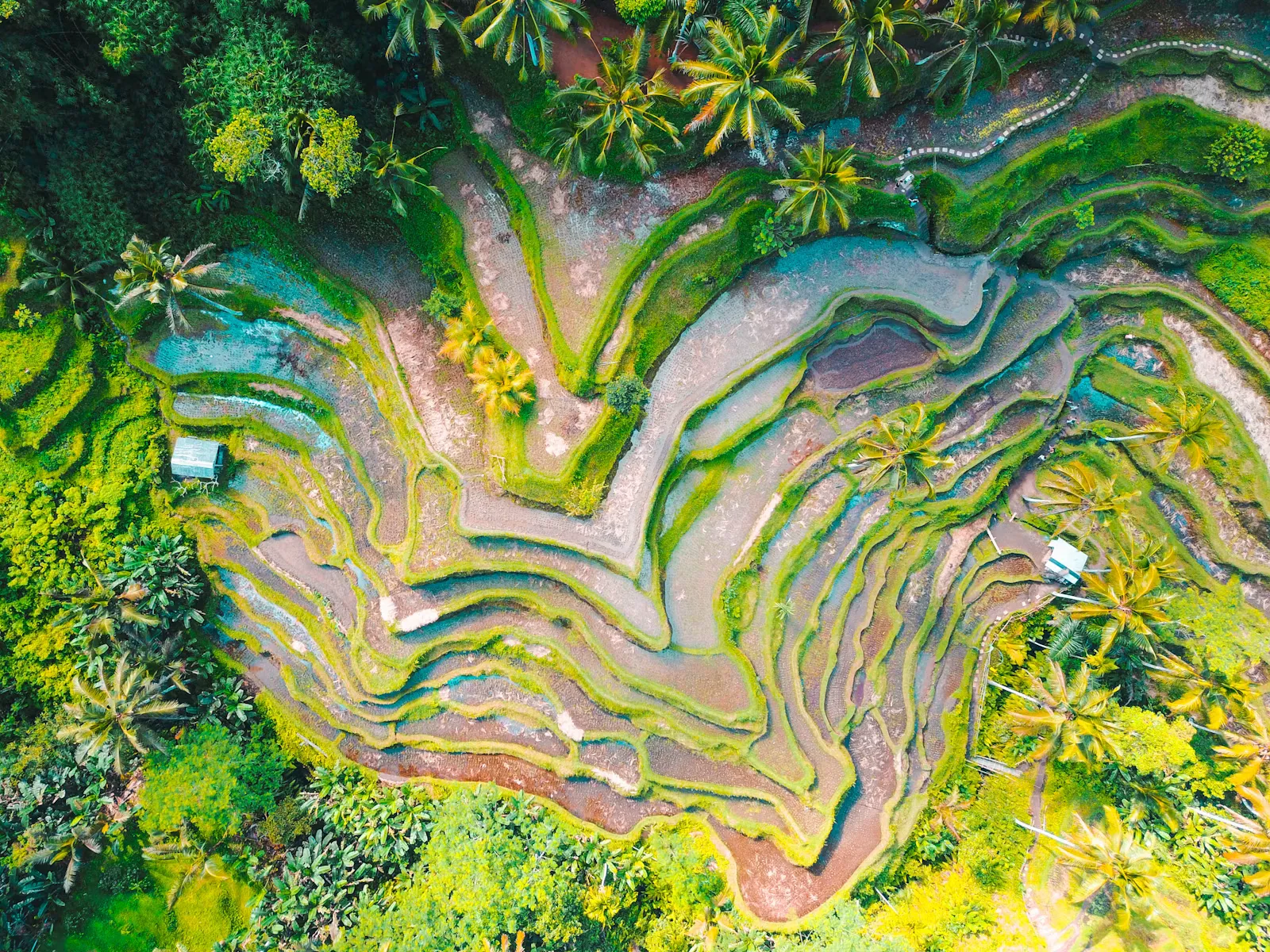 Die Reisterrassen von Tegalalang in Ubud, Bali, mit üppig grünen, terrassierten Feldern