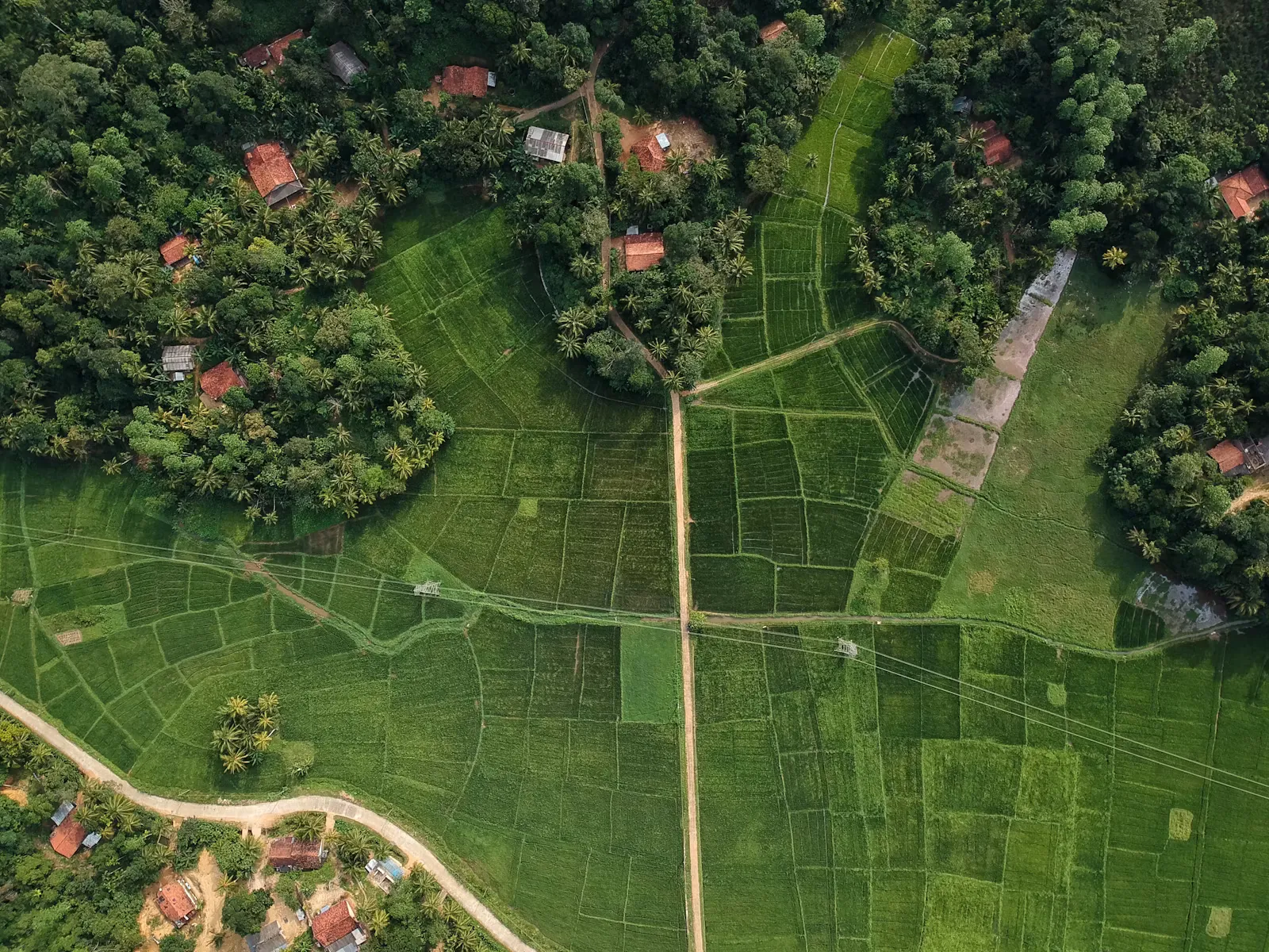 Aerial view of vivid green rice paddies in southern Sri Lanka, seen on the drive from Colombo to Galle