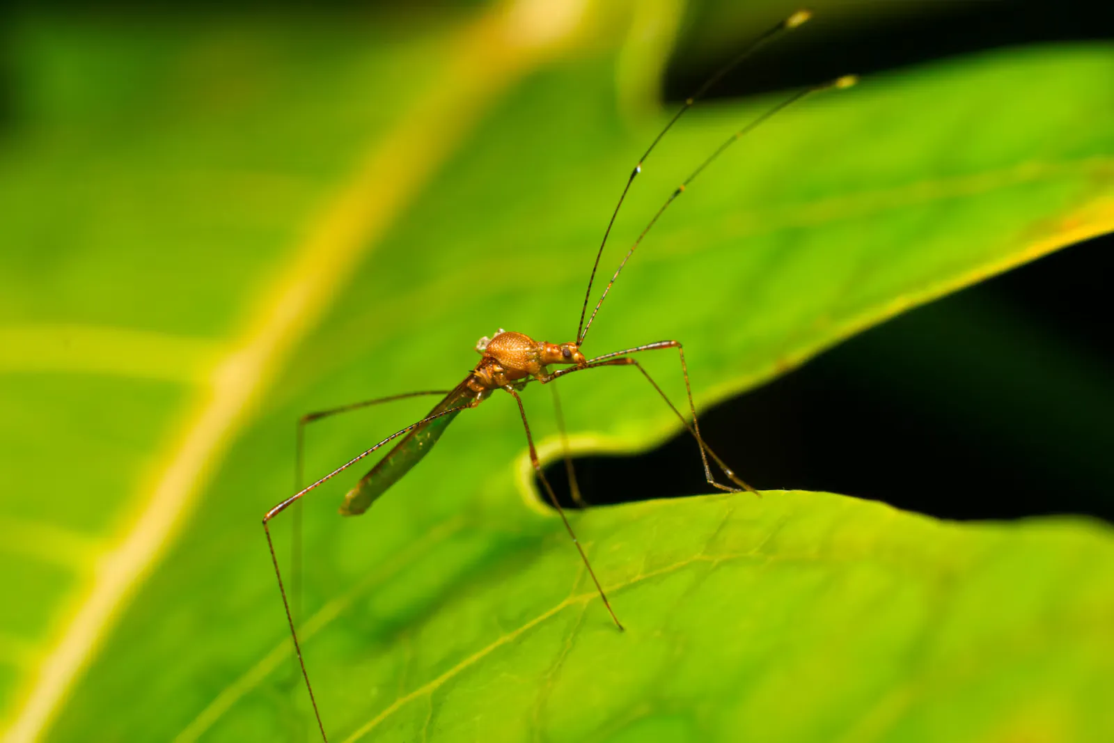 Chikungunya: Impfung vor dem Wahlstudienjahr im Ausland