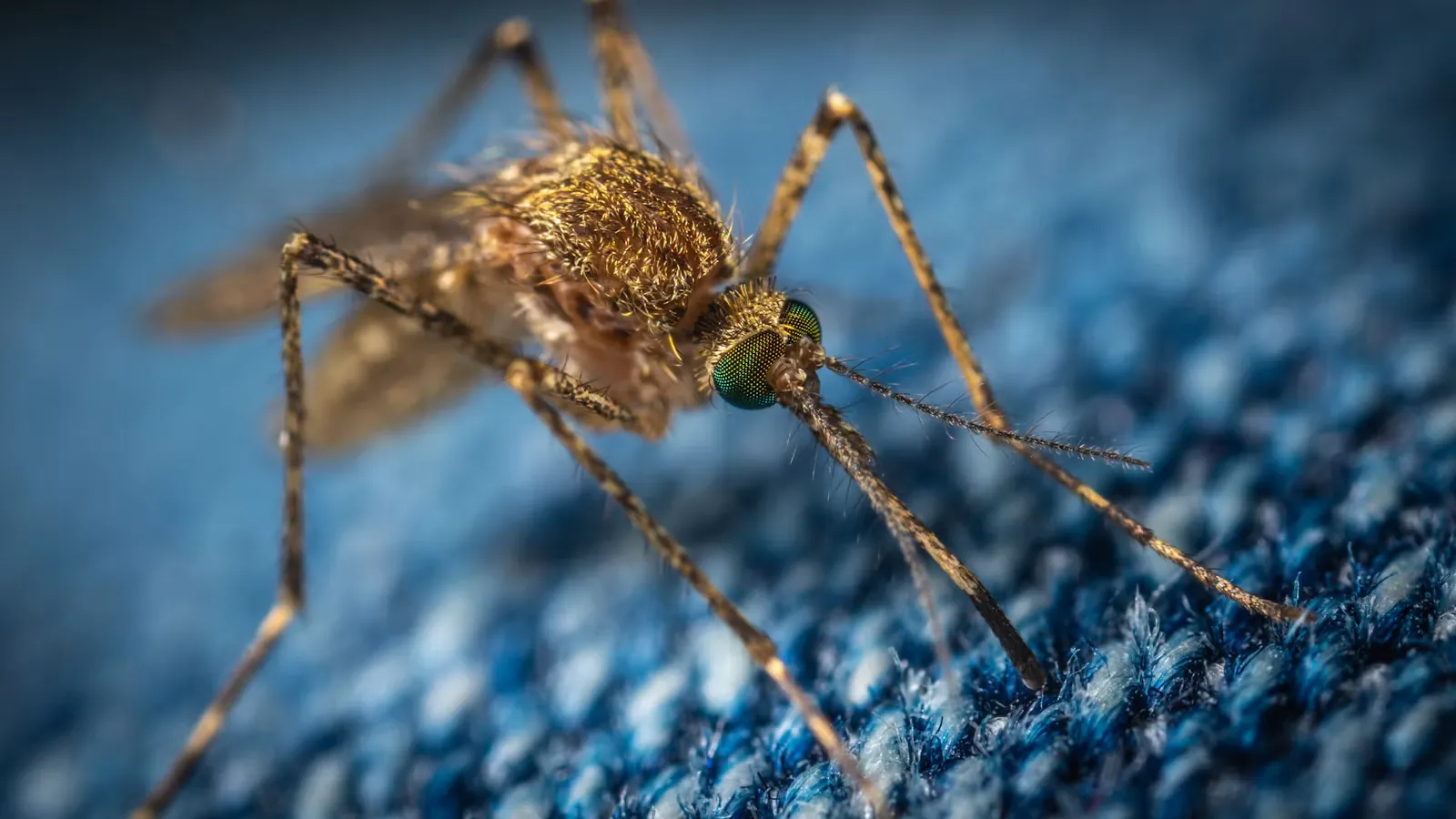 Dengue & Mückenschutz im Auslandspraktikum 2026