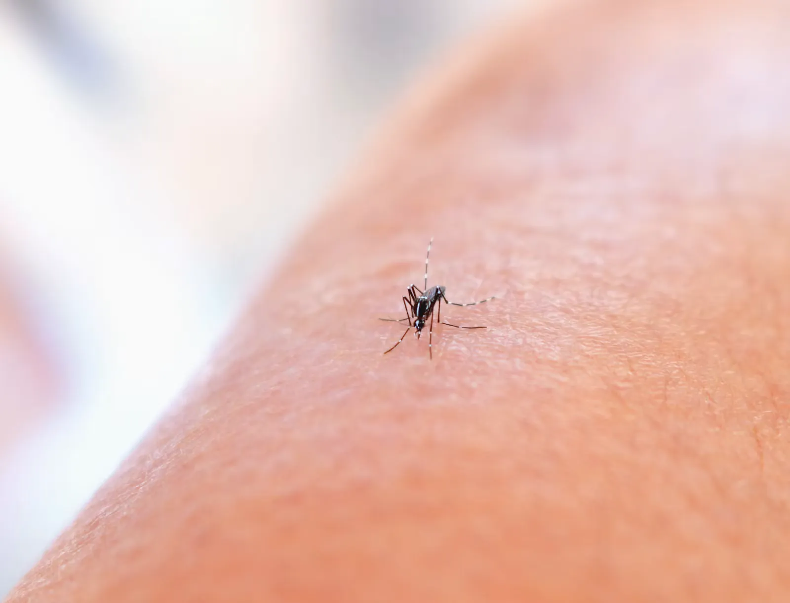 Malariaprophylaxe: Famulatur und KPJ im Ausland planen
