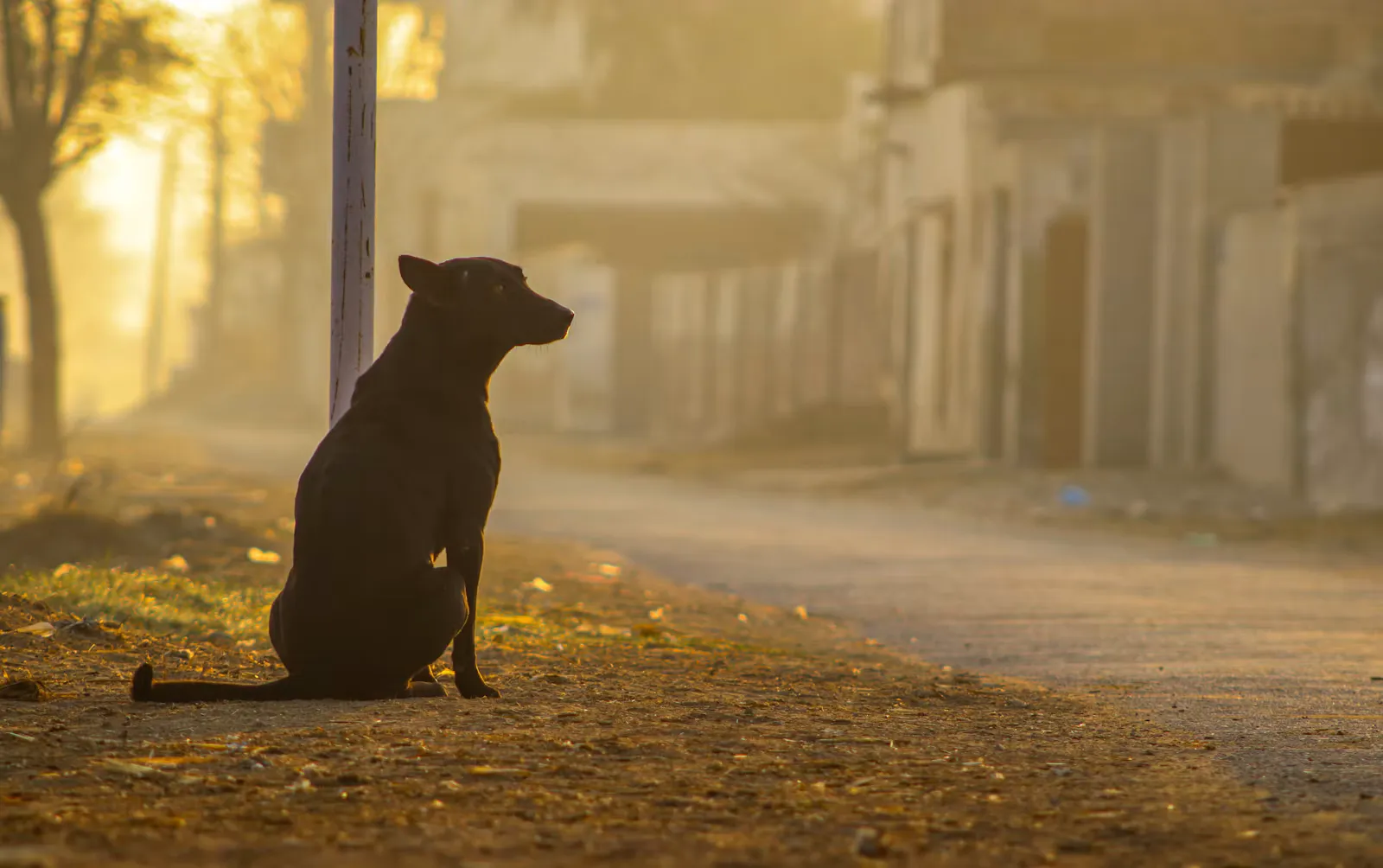 A black dog sitting at the edge of a dusty village road in golden morning light, with low houses behind it