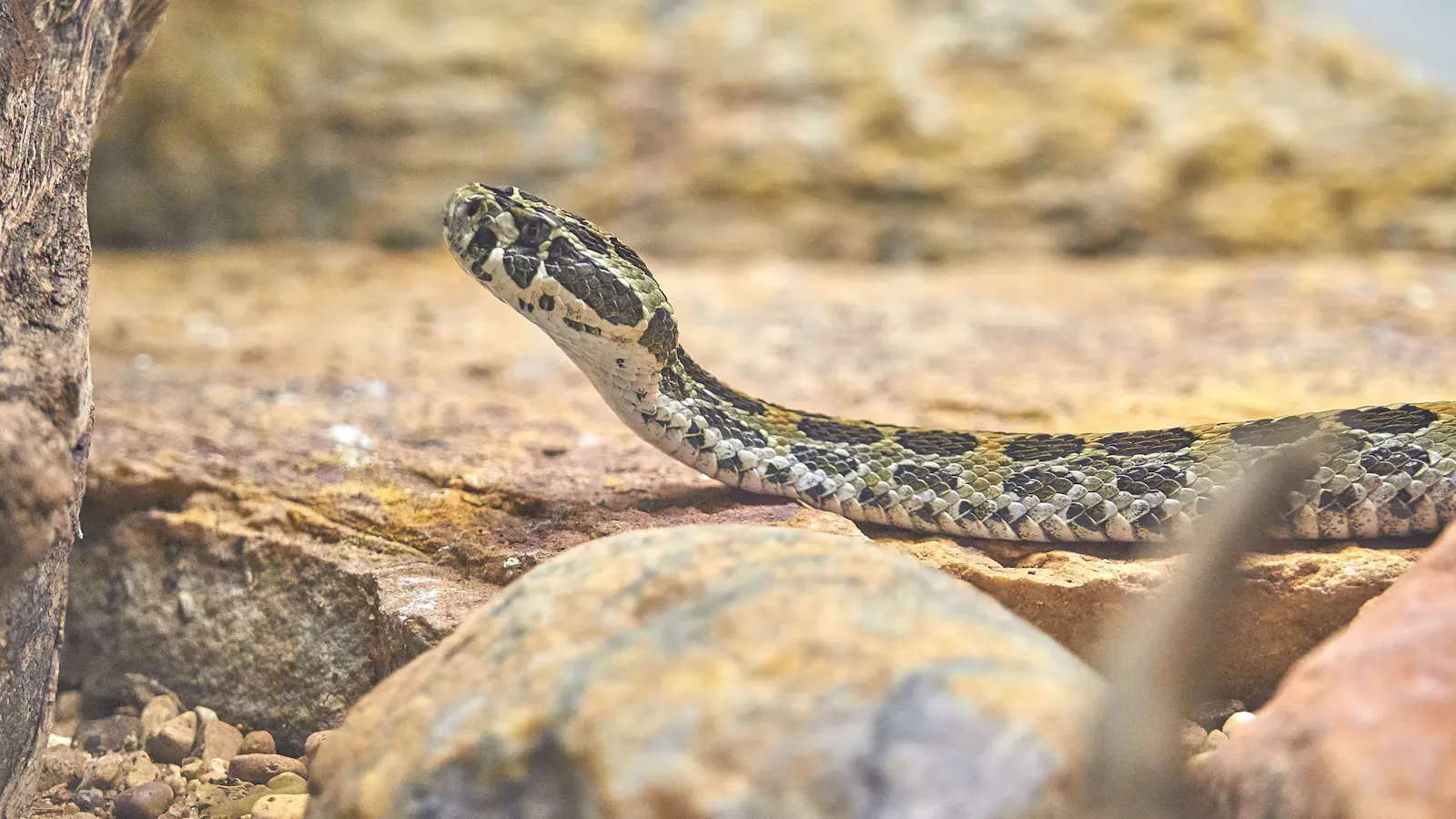 Gefleckte Schlange gleitet über flache Steine am Boden, Symbolbild für Vorsicht vor einem Schlangenbiss auf Wegen und im Gelände