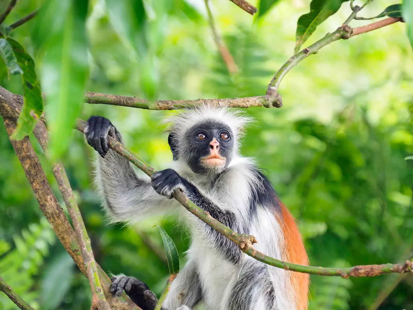 Black, white and red monkey with a pale tufted crown holding a branch among green leaves
