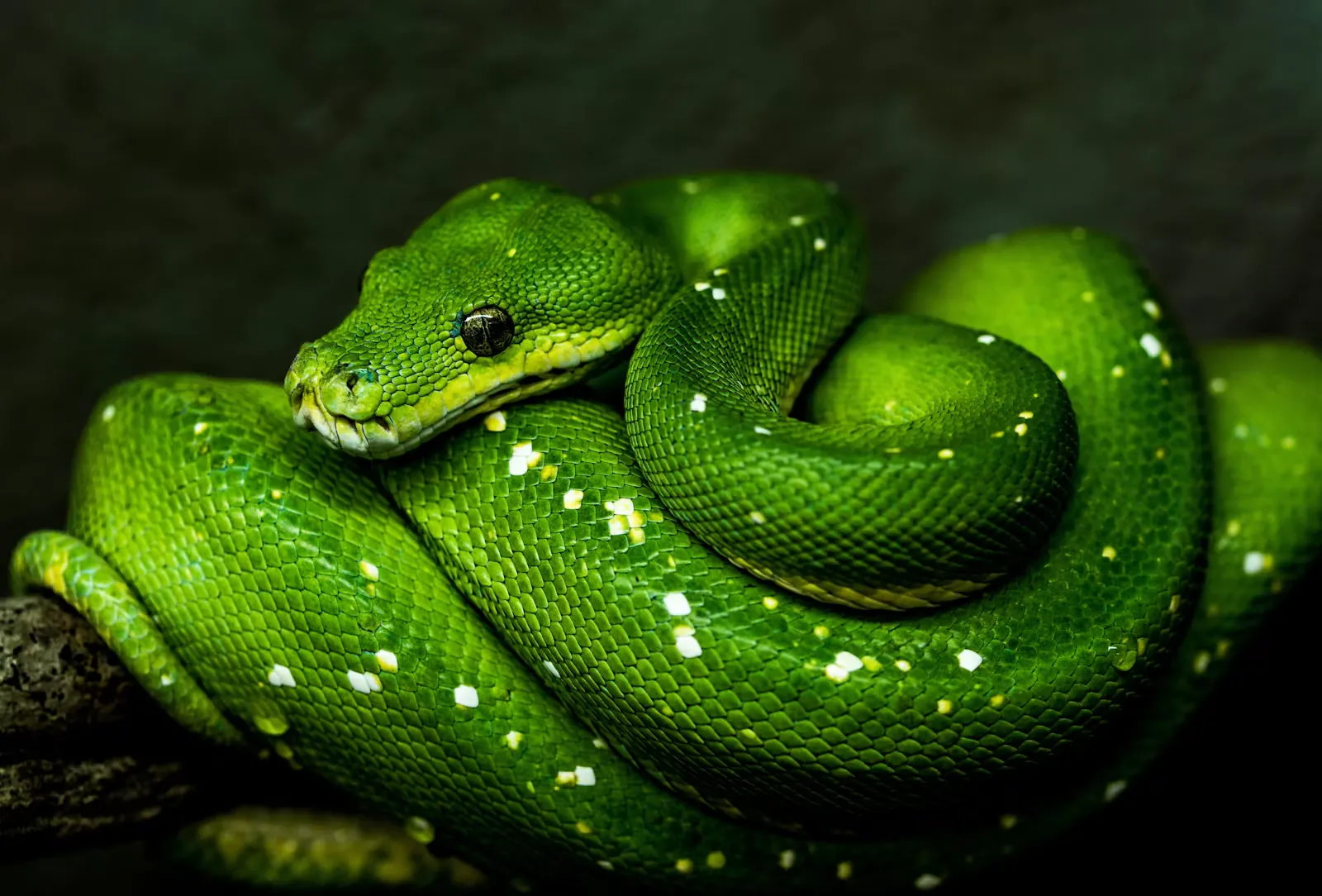 Snakebite on a Medical Elective: What Students Should Know